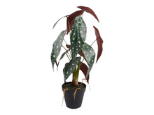 Konstväxt Forellbegonia 58 cm